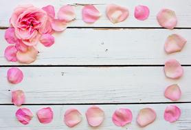 Rose Petals as a frame on a wooden background