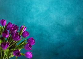 Tulips Bouquet Background