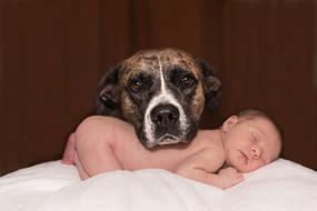 Dog and Baby