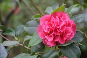 pink curly flower in the greenhouse