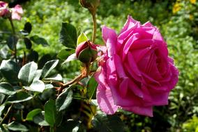 enchanting Pink Flower