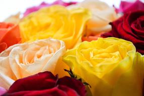 multi-colored roses in a wedding bouquet