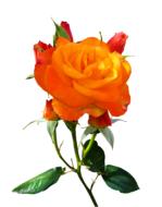 orange roses on the white background