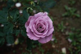 dark photo of a purple rose