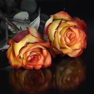 two orange Roses at dark glossy surface