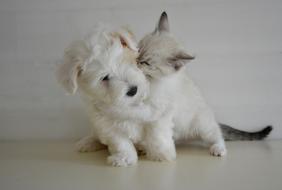 kitten hugs a puppy
