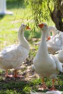 wonderful Swan Animal