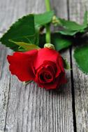 Red Rose on wooden ground