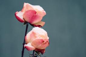 wonderful pink Rose Petals