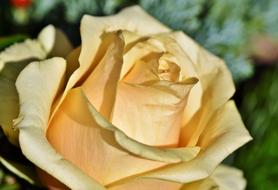 wallpaper with pale yellow rose