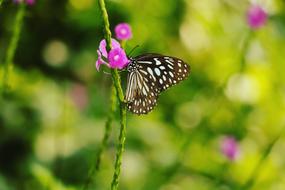 black and white butterfly on a green stem, close-up