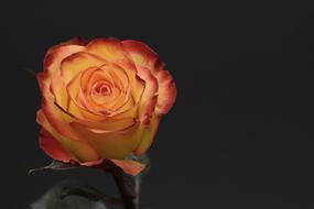 wonderful Rose Flower Petal