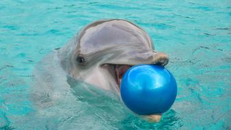 Cute, and beautiful dolphin, holding blue ball in the mouth, while swimming in the turquoise water