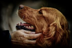 Irish Setter Love dog