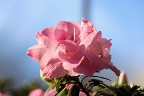 congratulation Flowers Bloom