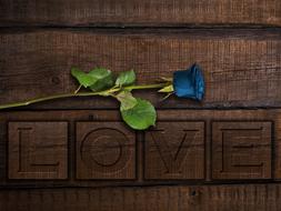 Love Romantic blue rose