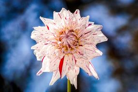 white and red Dahlia at blue background