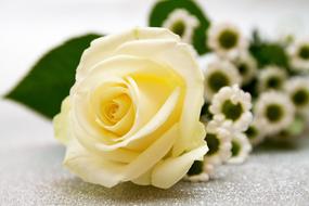 white daisies and white rose