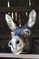 cute Donkey with Long Ears, Portrait