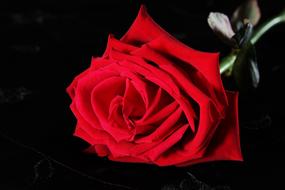 Red Rose Black marriage