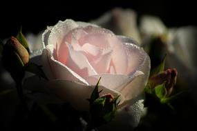 Pink rose Blossom, macro, detail