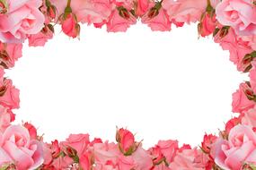 pink roses as frame on white