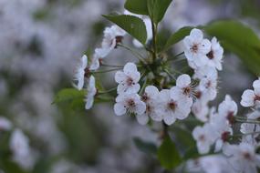 White Delicate flowers