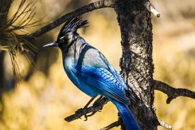 beautiful blue bird on an evergreen tree