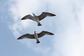 Two grey Seagulls at sky