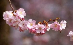 tender twig of blossoming cherry