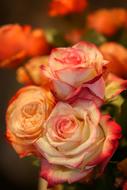 red and white Rose Flowers close up