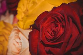 bouquet of colorful roses closeup