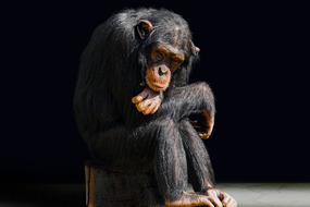 sad chimpanzee sitting on a log