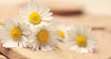 white daisies on a wooden table