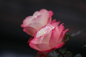 Beautiful rose flowers with the white and pink petals