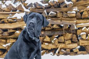 wonderful Love Dog black
