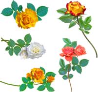 yellow roses white rose pink rose drawing