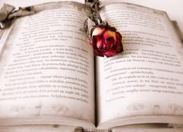 dry rose lies on an open book