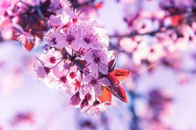 Flower Aroma