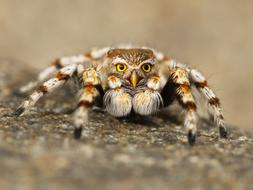 gentle Speule Spider