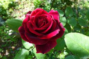 wonderful Rose Red Flower