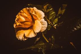 monochrome photo of a yellow rose in a vase