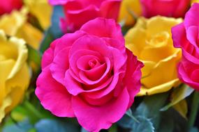 wonderful pink Rose Floribunda