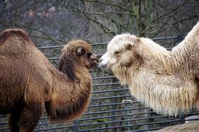 two arab bactrian camels in the zoo