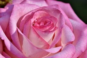 pink rose flower close up