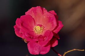 gentle Red Pink flowers