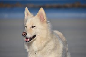 wonderful Cute Doggy