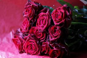 bouquet of burgundy roses on a pink background