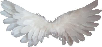 photo of fluffy angel wings