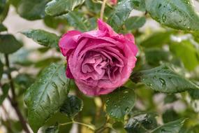 enchanting Rose Bloom